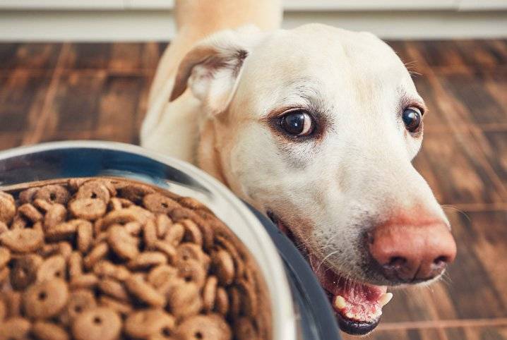 Banco de doações levará alimentos e produtos a animais assistidos por protetores